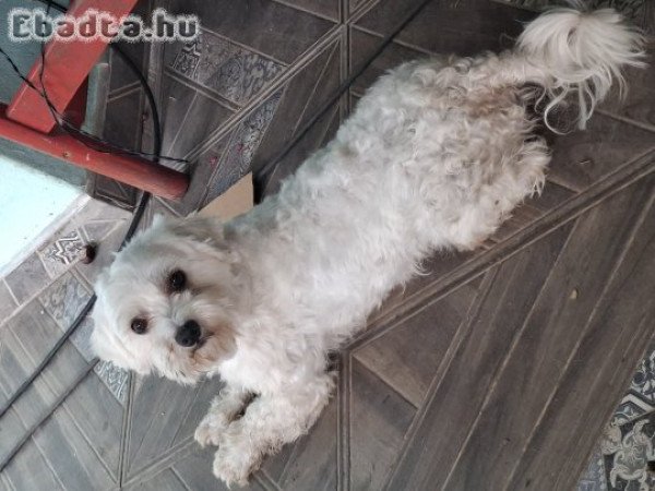 Bichon Bolognese