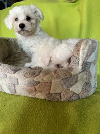 Bichon havanese