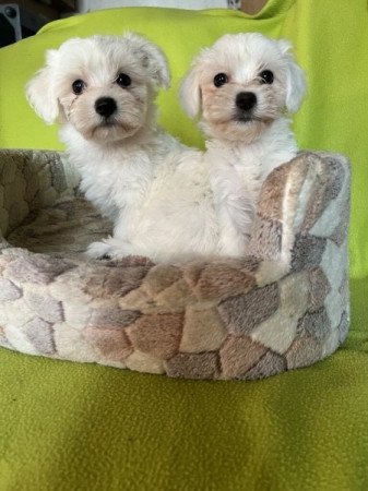 Bichon havanese