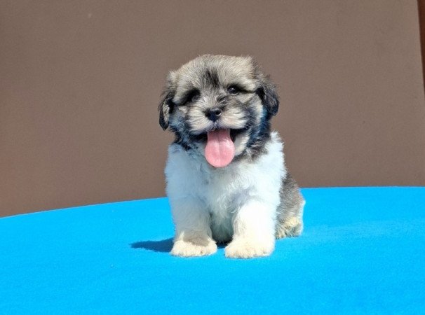 Bichon havanese