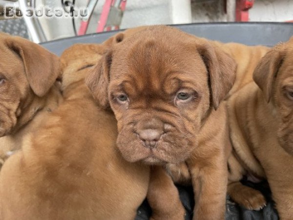 Bordeaux-i dog kan kiskutya