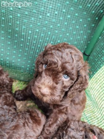 Lagotto kiskutya