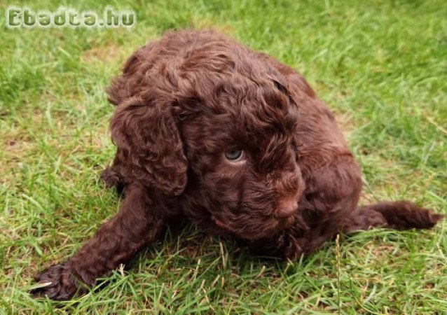 Lagotto kiskutya