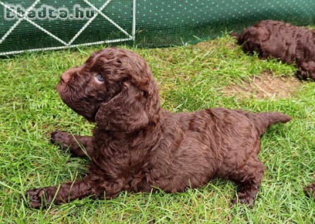 Lagotto kiskutya