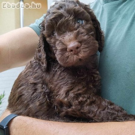 Lagotto kiskutya