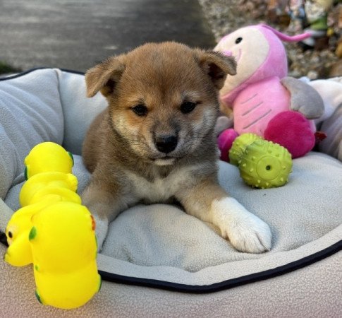 Shiba inu