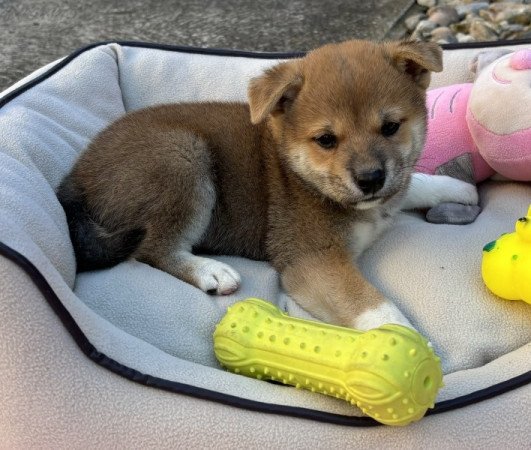 Shiba inu