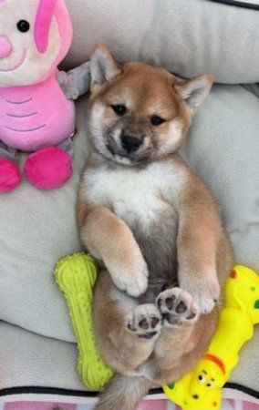 Shiba inu