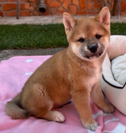 Shiba inu