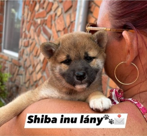 Shiba inu