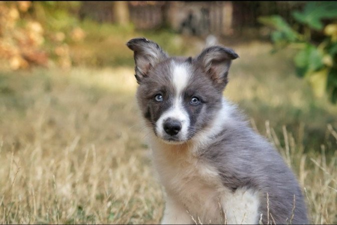 Border Collie