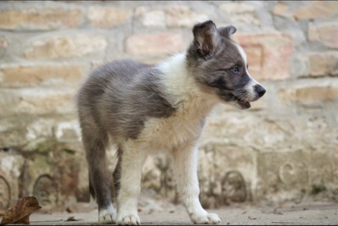 Border Collie