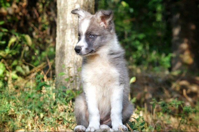 Border Collie