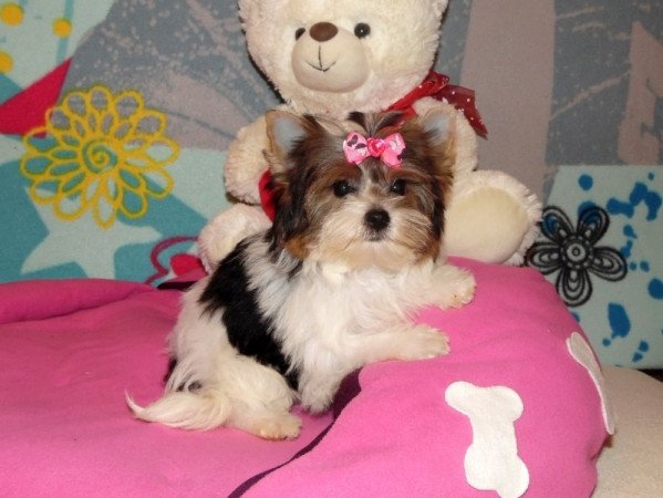 Biewer Yorkshire Terrier Yorki