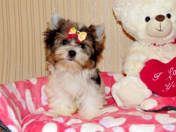 Biewer Yorkshire Terrier Yorki