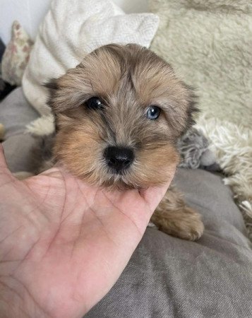 Maltipoo maltai es torpe uszkar