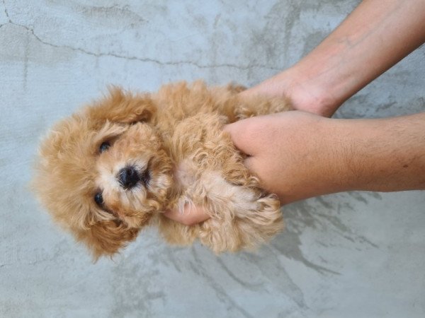 Mini maltipoo