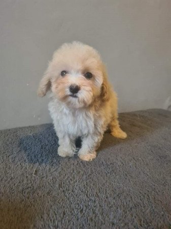 Mini maltipoo