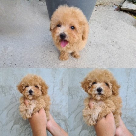 Mini maltipoo