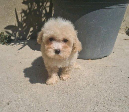 Mini maltipoo