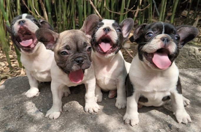 Francia bulldog