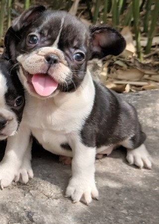 Francia bulldog