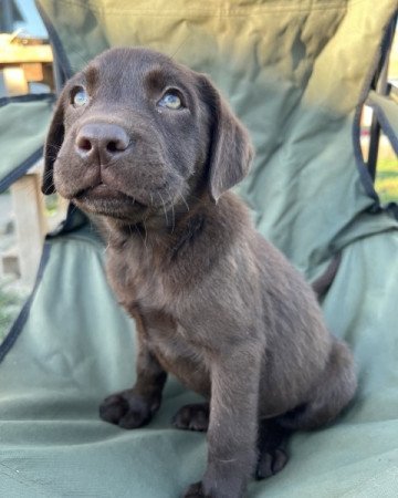 Labrador retriever