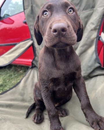 Labrador retriever