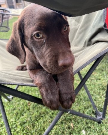 Labrador retriever