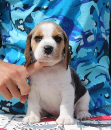 beagle