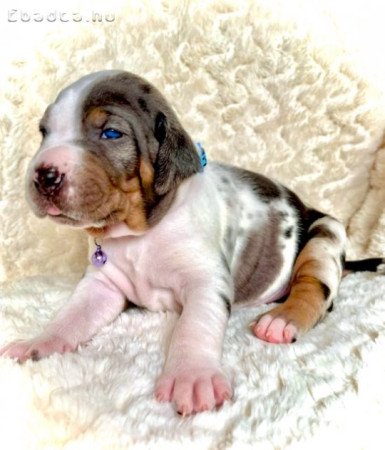 Louisiana Catahoula Leopard Dog