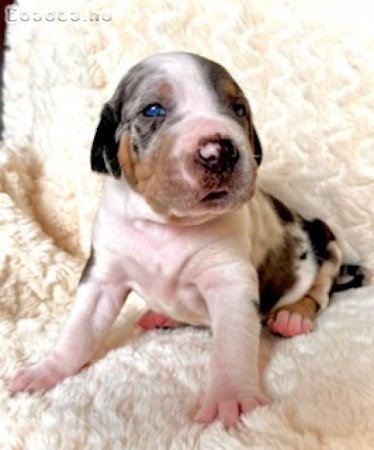 Louisiana Catahoula Leopard Dog