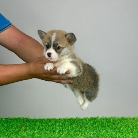 Pembroke Welsh Corgi