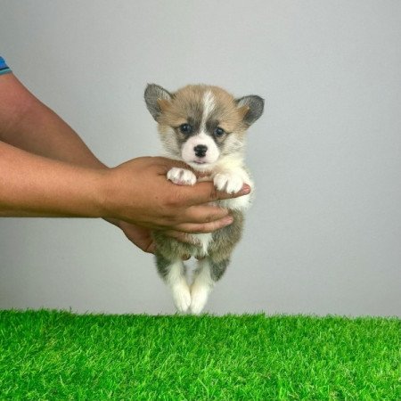 Pembroke Welsh Corgi