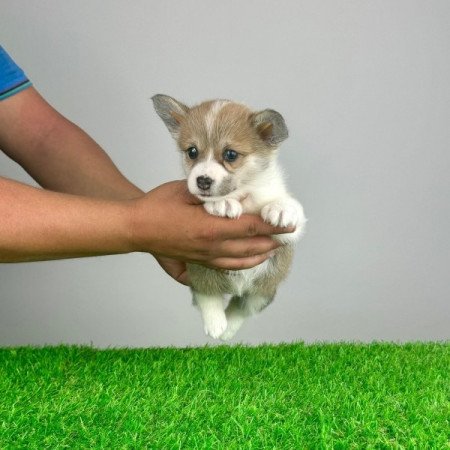 Pembroke Welsh Corgi