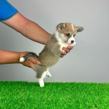 Pembroke Welsh Corgi