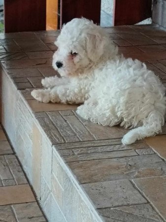 Bichon Bolognesse