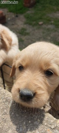 Eladó golden retriever kiskutyák Csornán.