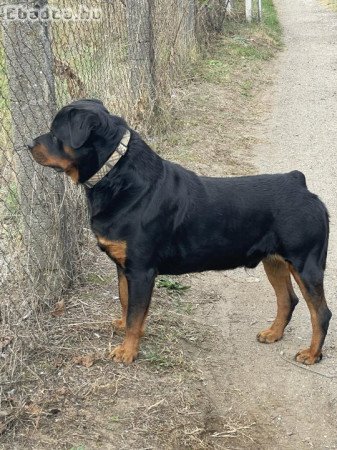 Rottweiler kan kutya