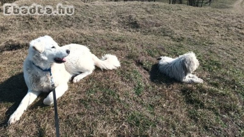 Egy éves kuvasz szuka örökbefogadható