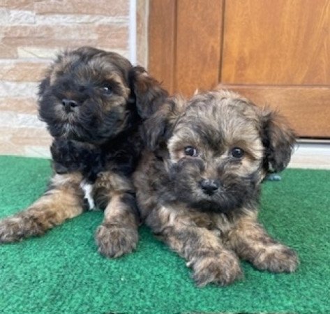 Bichon havanese