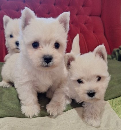 West highland white terrier