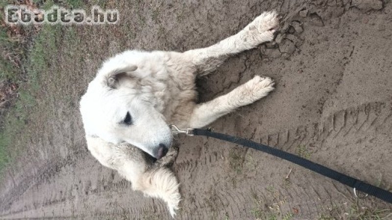 Egy éves kuvasz szuka örökbefogadható