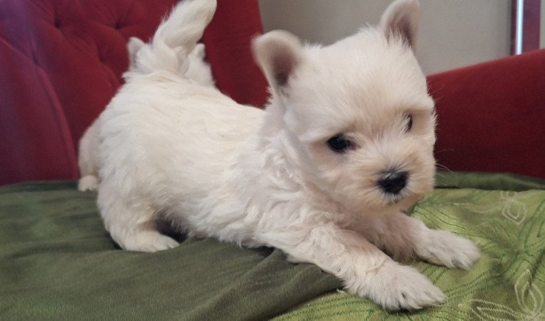 West highland white terrier