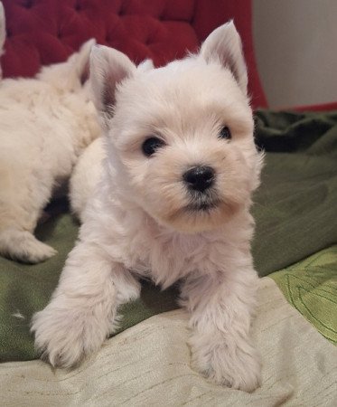 West highland white terrier