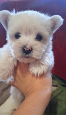 West highland white terrier