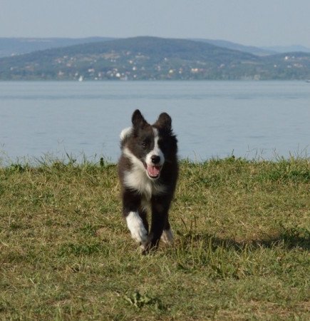 Border Collie