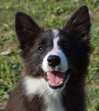 Border Collie