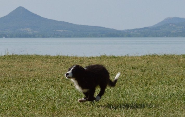 Border Collie