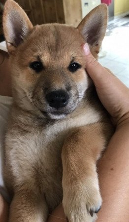 Shiba Inu